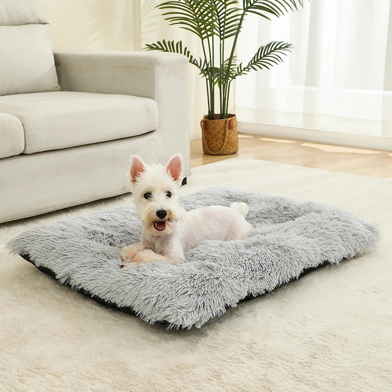 Lit Pour chien